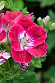 PELARGONIUM SURFIN CRIMSON