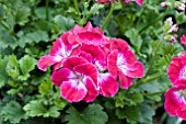 PELARGONIUM x DOMESTICUM SURFIN CRIMSON