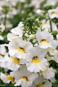 NEMESIA ANGELART ALMOND IMPROVED