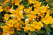 NEMESIA ANGELART PEAR