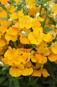 NEMESIA ANGELART PEAR