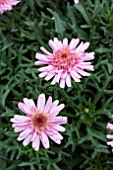 ARGYRANTHEMUM DENVER PINK