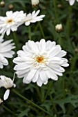 ARGYRANTHEMUM MADEIRA DOUBLE WHITE