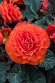 BEGONIA MOCCA ORANGE