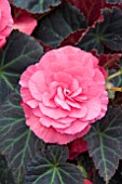 BEGONIA MOCCA PINK SHADES