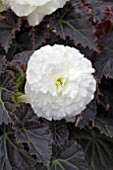 BEGONIA MOCCA WHITE