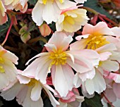 BEGONIA RAINBOW FALL