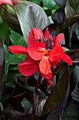 CANNA TROPICAL BRONZE SCARLET