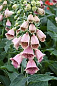 DIGITALIS SUMMER KING