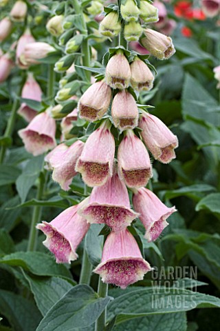 DIGITALIS_SUMMER_KING