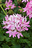 PELARGONIUM FIREWORKS LIGHT PINK