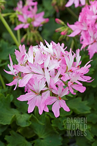 PELARGONIUM_FIREWORKS_LIGHT_PINK