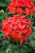 PELARGONIUM FIREWORKS SCARLET