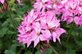 PELARGONIUM FIREWORKS PINK