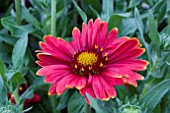 GAILLARDIA SUNBURST RED & YELLOW