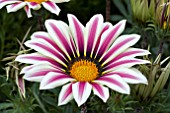 GAZANIA BIG KISS WHITE FLAME