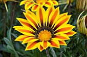 GAZANIA BIG KISS YELLOW FLAME