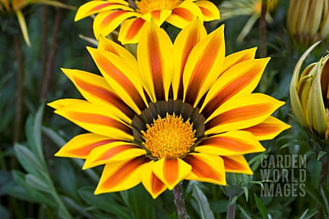 gazania big kiss yellow flame