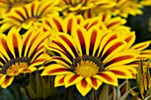 GAILLARDIA SUNBURST RED & YELLOW