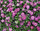 GYPSOPHILA GYPSY DEEP ROSE