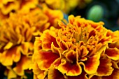 TAGETES SOLINA