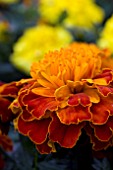 TAGETES SOLINA