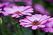 OSTEOSPERMUM ASTRA PINK