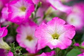 PETUNIA BIG TIME PINK MORN