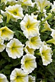 PETUNIA VIVA YELLOW