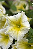 PETUNIA VIVA YELLOW