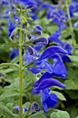 SALVIA PATENS PATIO DEEP BLUE