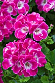 PELARGONIUM SURFIN PURPLE