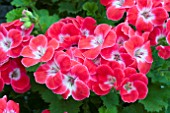 PELARGONIUM SURFIN RED (CRIMSON)