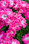 PELARGONIUM SURFIN PINK