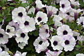 PETUNIA TINYTUNIA SILVER