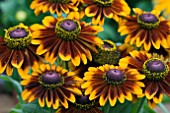 RUDBECKIA TOTO RUSTIC