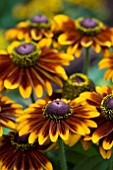 RUDBECKIA TOTO RUSTIC