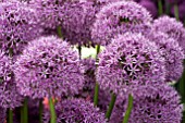 ALLIUM GLADIATOR