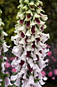 DIGITALIS PAMS SPLIT LIP