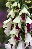 DIGITALIS PAMS SPLIT LIP