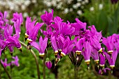 DODECATHEON MEDIA