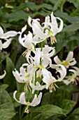 ERYTHRONIUM CALIFORNICUM HARVINGTON SNOWGOOSE