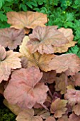 HEUCHERA SOUTHERN COMFORT