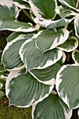 HOSTA MINUTEMAN