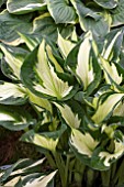 HOSTA WHIRLWIND