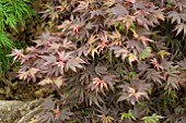 ACER PALMATUM SHAINA