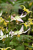 ERYTHRONIUM JOANNA