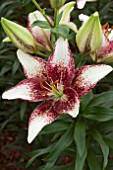 LILIUM CAPPUCCINO