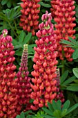 LUPINUS BEEFEATER