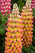 LUPINUS GLADIATOR